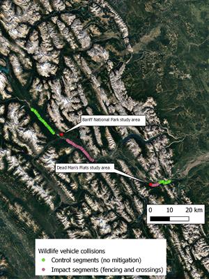 A before-after-control-impact study of wildlife fencing along a highway in the Canadian Rocky Mountains